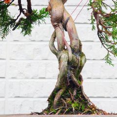 引取り限定】 盆栽 ヤマモミジ 引取り限定】 盆栽 ヤマモミジ 楽天市場