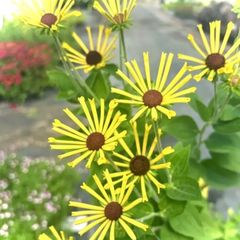 細い花弁★ルドベキア苗　リトルヘンリー