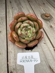 丸葉白夜　エケベリア　トロピカルガーデン　多肉植物