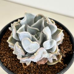 【多肉植物】エケベリア・スリラーパール　Echeveria 'Thriller Pearl'
