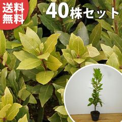 オリーブの木 シプレッシーノ 140cm❗ 綺麗な葉色 剪定済み 大型8号