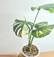 極美　斑入りモンステラ（7年育成・陶器鉢付き）イエローモンスター 極美 斑入りモンステラ（7年育成・陶器鉢付き）イエローモンスター