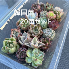 韓国苗20個セット　寄せ植えに　多肉植物