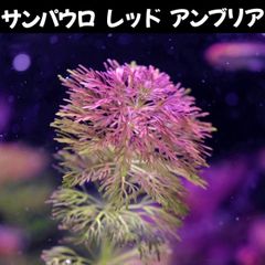サンパウロ レッド アンブリア  3本 水中葉  送料無料
