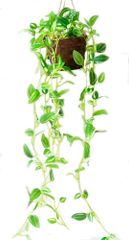 Kugusa フェイクグリーン 人工 観葉植物 造花 インテリア 壁掛け 吊り下げ 吊るし ハンギング バスケット(トラディスカンティアA)