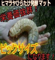カブトムシ幼虫の餌、産卵に【改良版】発酵マット40L大きくなる