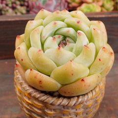 JU029	カルーラ	【イータニク】多肉植物　韓国苗　第四種郵便発送
