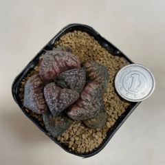 多肉植物　ハオルチア　花葵　抜き苗　根付き