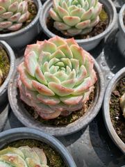 ⑭ 多肉植物セット（抜き苗）