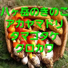 2025年最新】天然きのこ クロカワの人気アイテム - メルカリ 2025年最新】天然きのこ クロカワの人気アイテム - メルカリ