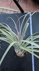 チランジア　カピタータ x ストレプトフィラ