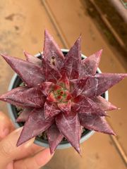 多肉植物 韓国苗 ピンクジェニー 木立 抜き苗