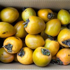 福岡県産　しぶ柿　10kg　大～中サイズ　ご家庭用　吊るし柿
