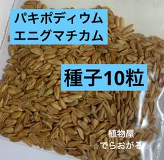 種子100粒】多肉植物 アガベ オテロイ チタノタ - メルカリ
