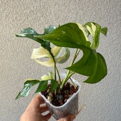 姫モンステラ（斑入り）｜ Rhaphidophora tetrasperma 'Variegated' 現物株 35