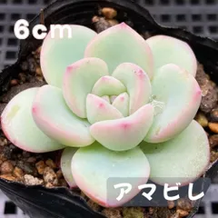 2025年最新】エケベリア 葉挿し アマビレの人気アイテム - メルカリ