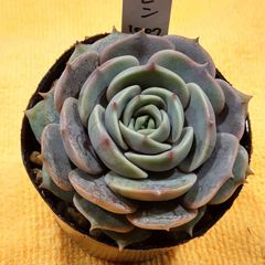 多肉植物 ルナレン エケベリア 抜き苗 根付き 6㎝ポット使用