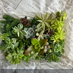 多肉弁当　多肉植物　カット苗