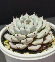エケベリア 原種  クスビダータメンチャカザラゴサエ  その1 ケーレス実生苗  月曜or火曜日発送。