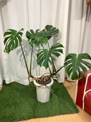 モンステラ A17 現物販売 室内 観葉植物 インテリア