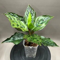 2025年最新】レッドアーミー アグラオネマの人気アイテム - メルカリ