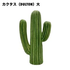 カクタス（DULTON）大
