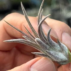 チランジア イオナンタ パープルハート Tillandsia ionantha Purple Heart＊エアプランツ＠フラワーショップ江口