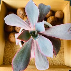 アフターグロー　多肉植物　エケベリア