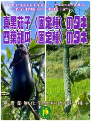 真黒茄子（ナス）固定種のタネ30粒と四葉胡瓜のタネ10粒　無農薬無化学肥料栽培のタネ