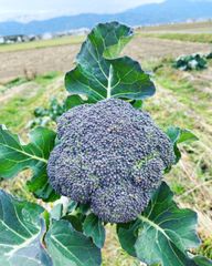 ごきげん栽培🌈【農薬不使用】徳島県産コシヒカリ玄米1.5kg&野菜2種セット