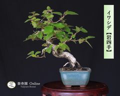 糸魚川真柏（捻転幹・ジン・シャリ）小品盆栽 【泰寿園 Online】現品