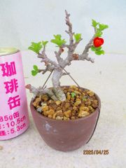 [讃岐屋緑兵衛] 小品盆栽 長寿梅 (42864紫泥丸鉢)全高：14㎝ 宅配便発送