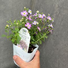 2株　ジャメスブリテニア PW サファリ 2苗　モーブスカイ