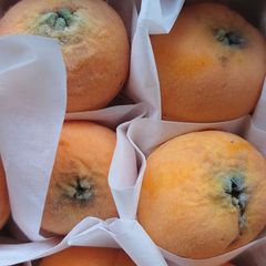 長崎県産  訳あり 家庭用・加工用 茂木枇杷 なつたより 甘くて美味しい💕