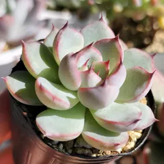 2025年最新】ブルーベリームーン 多肉の人気アイテム - メルカリ