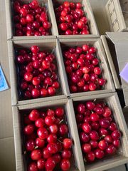 桜桃慕庵　ハウス　さくらんぼ　佐藤錦　3kg