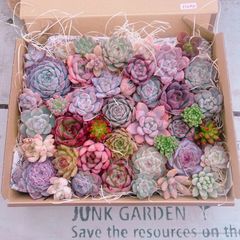 多肉植物 コンパクトBOXモリモリ(*•̀ᴗ•́*)و ̑̑set♡11202