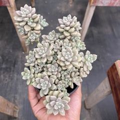 ペラルゴニウム　ミラビレ(大株良型)枝振り枝密度最高、微発根 ペラルゴニウム ミラビレ(大株良型)枝振り枝密度最高、微発根