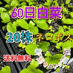 白菜の苗　抜き苗　野菜　苗