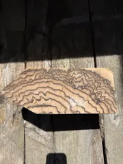 [即購入OK] 黒柿(くろがき)耳付き一枚板　黒縞　杢　DIY 素材　完全乾燥材 黒柿3611 柿 クロガキ 一枚板無垢 乾燥材 1260x320-310-510x40mm
