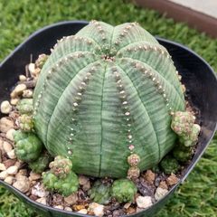 多肉植物ユーフォルビア シンメトリカ子吹き
