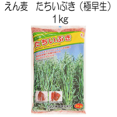 えん麦種子　たちいぶき　1kg　タキイ種苗【種】緑肥の種　サツマイモの前作　センチュウ対策