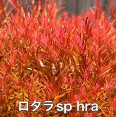 ロタラsp hra 20本