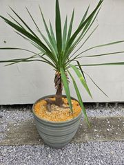 ユッカ　アロイフォリア　　鉢下より90センチ　メルカリ便鉢ごと発送　お買い得です アロイフォリア 鉢込み 受け皿付き - メルカリ
