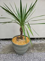 キミガヨラン/グロリオサ /ユッカ/バリエガータ 特大❗️引き取り限定❗️ 最終値下 ユッカ グロリオサ バリエガータ キミガヨラン特大株ダブル