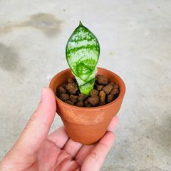 クロトン挿し木用 2本発根 【公式通販】