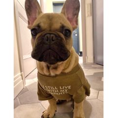 【閉店セール60%0FF】大きいサイズ　英字ロゴTシャツ　シンプルTシャツ　カーキブラウン 犬服