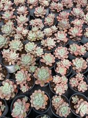 抜き苗 ベリー錦 MY90×18株 ふっくら 多肉植物 エケベリア