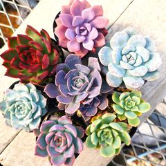 ㉙大きめ苗! 紅染華❣️龍鱗蓮華❣️ちょこん❣️百合❣️芍薬❣️メルカリ便込 多肉屋紺碧☆9月ごろまで新規出品お休み - メルカリShops