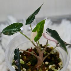 アロカシア バンビーノ ピンク斑入り　Alocasia Bambino pink Variegated
